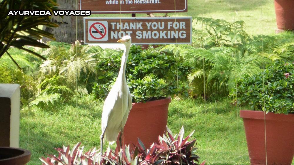 NATTIKA BEACH RESORT